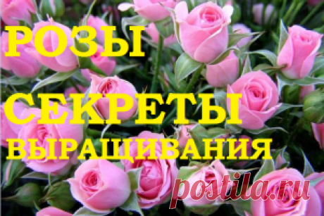 Роза. Секреты выращивания. — 6 соток