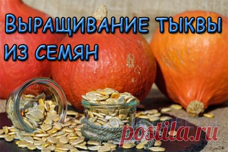 Выращивание тыквы из семян