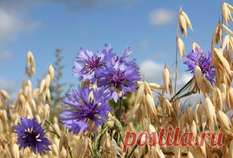 Выращивание овса в качестве растения сидерата для улучшения структуры почвы
