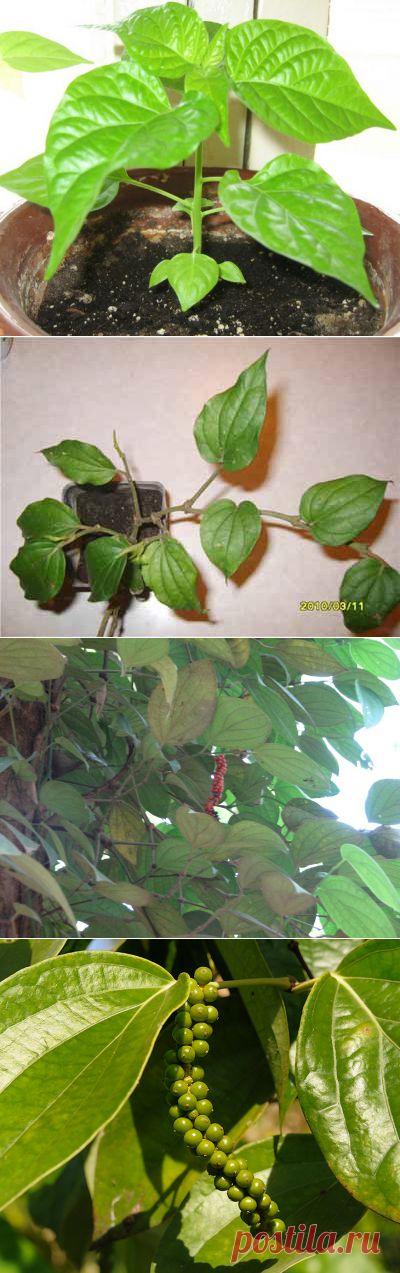 Чёрный перец, выращивание в домашних условиях