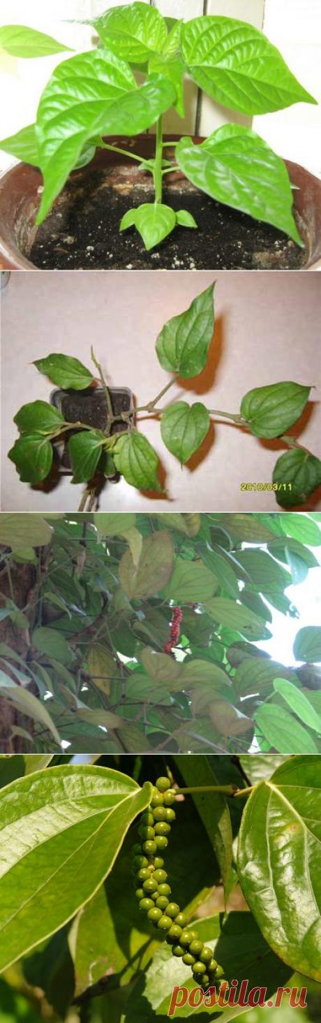 Чёрный перец, выращивание в домашних условиях