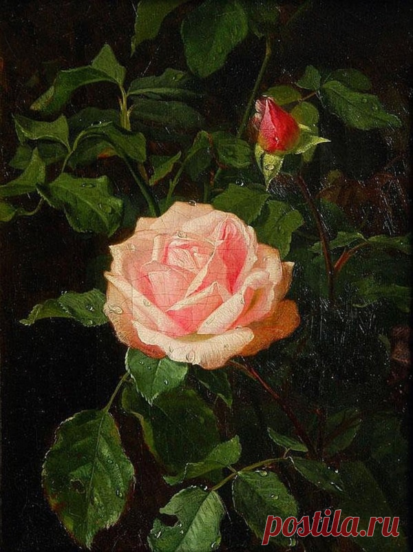 Художник Clara von Sivers (1854 – 1924). Натюрморты