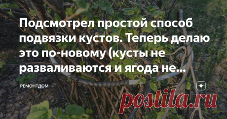 Подсмотрел простой способ подвязки кустов. Теперь делаю это по-новому (кусты не разваливаются и ягода не гниет) Почти у каждого у кого есть участок земли, выращивает не только овощи, но и кусты черной, красной смородины, яблони, виноград и т. д.  Чтобы урожай был обильным, были крупные и целыми ягодки, надо заранее позаботиться о подвязке кустов.  Кусты требуют опоры, чтобы ухаживать, собирать ягоды, делать обрезку. Ягоды не будут гнить и портится при соприкосновении с зем...