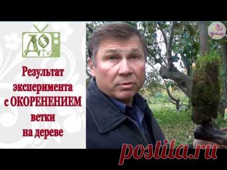 Как получить КОРНИ на ветке, не срезая ее с дерева. Результат ЭКСПЕРИМЕНТА - YouTube