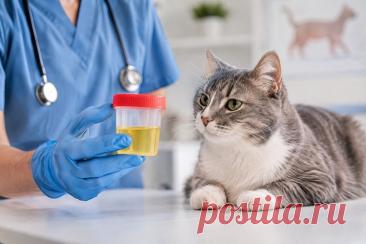 🐱 Кристаллы в моче у кошки — не всегда повод для паники, но игнорировать такую находку тоже не стоит. Важно определить их тип, оценить состояние мочевыводящих путей и понять причину появления. 💧🔬

Особенно опасна ситуация, когда кот часто садится в лоток, тужится, но моча практически не выделяется — это может быть признаком закупорки уретры и требует срочной помощи ветеринара. 🚨

#Кошки #ЗдоровьеКошек #Ветеринария #КристаллыВМоче #МочекаменнаяБолезнь #ЦиститУКошек Изображение от ChatGPT