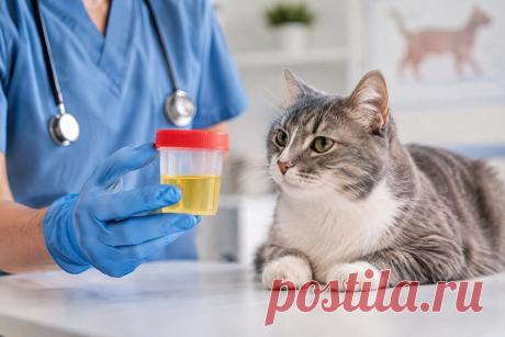 🐱 Кристаллы в моче у кошки — не всегда повод для паники, но игнорировать такую находку тоже не стоит. Важно определить их тип, оценить состояние мочевыводящих путей и понять причину появления. 💧🔬

Особенно опасна ситуация, когда кот часто садится в лоток, тужится, но моча практически не выделяется — это может быть признаком закупорки уретры и требует срочной помощи ветеринара. 🚨

#Кошки #ЗдоровьеКошек #Ветеринария #КристаллыВМоче #МочекаменнаяБолезнь #ЦиститУКошек Изображение от ChatGPT