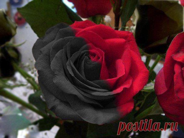 Популярное | Постила.ru