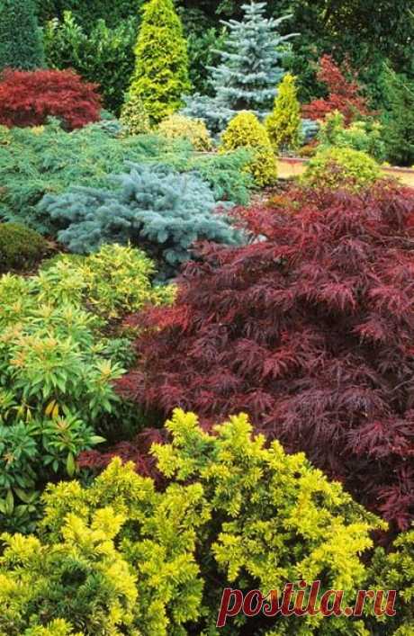 Japanese Maple. Acer palmatum 'Garnet' and conifers.  |  Найдено на сайте johnglover.co.uk.