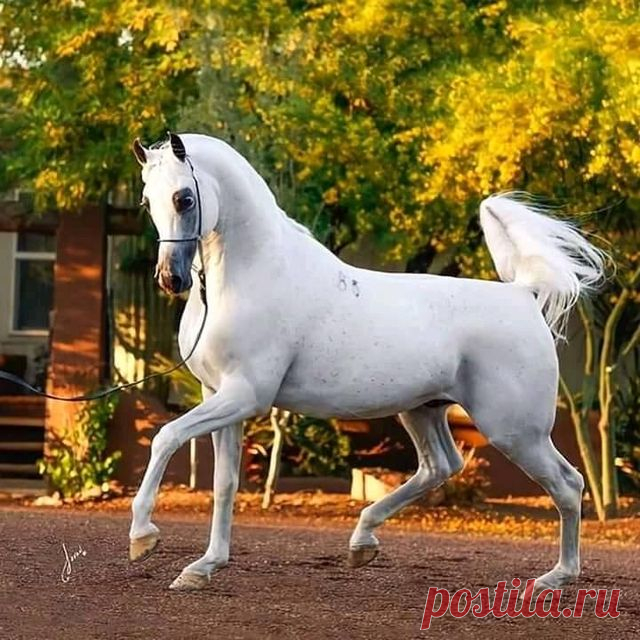 (2) I Love Horses | Facebook