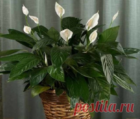 ПОЧЕМУ У СПАТИФИЛЛУМА СОХНУТ ИЛИ ЖЕЛТЕЮТ ЛИСТЬЯ. УХОД ЗА СПАТИФИЛЛУМОМ
Как ухаживать за спатифиллумом
Недавно узнала, что спатифиллум называют еще белым парусом за его такой похожий на маленький парусник цветок.
Легенда утверждает, что если в твоем доме растет ухоженный спатифиллум, которому комфортно рядом с тобой, то тебе не грозит одиночество.
Чтобы растение стало волшебным и приносило счастье, нужно за ним с любовью ухаживать.
Спатифиллум, в принципе, неприхотливый и нетребовательный цв