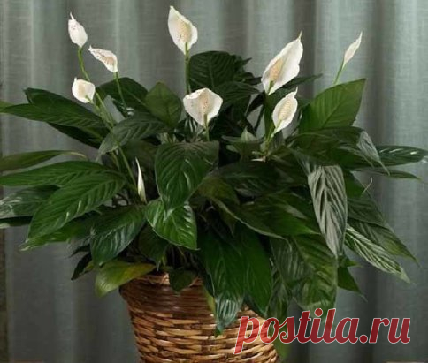 ПОЧЕМУ У СПАТИФИЛЛУМА СОХНУТ ИЛИ ЖЕЛТЕЮТ ЛИСТЬЯ. УХОД ЗА СПАТИФИЛЛУМОМ
Как ухаживать за спатифиллумом
Недавно узнала, что спатифиллум называют еще белым парусом за его такой похожий на маленький парусник цветок.
Легенда утверждает, что если в твоем доме растет ухоженный спатифиллум, которому комфортно рядом с тобой, то тебе не грозит одиночество.
Чтобы растение стало волшебным и приносило счастье, нужно за ним с любовью ухаживать.
Спатифиллум, в принципе, неприхотливый и нетребовательный цв