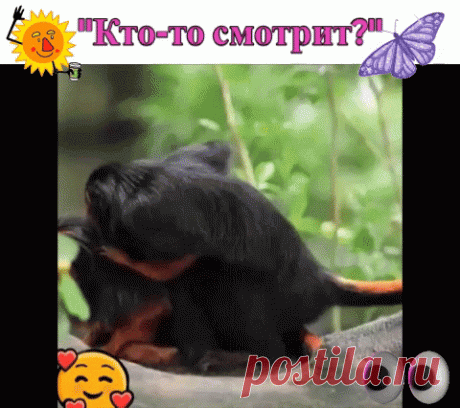 &quot;Кто-то смотрит!&quot;