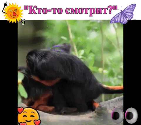 "Кто-то смотрит!"