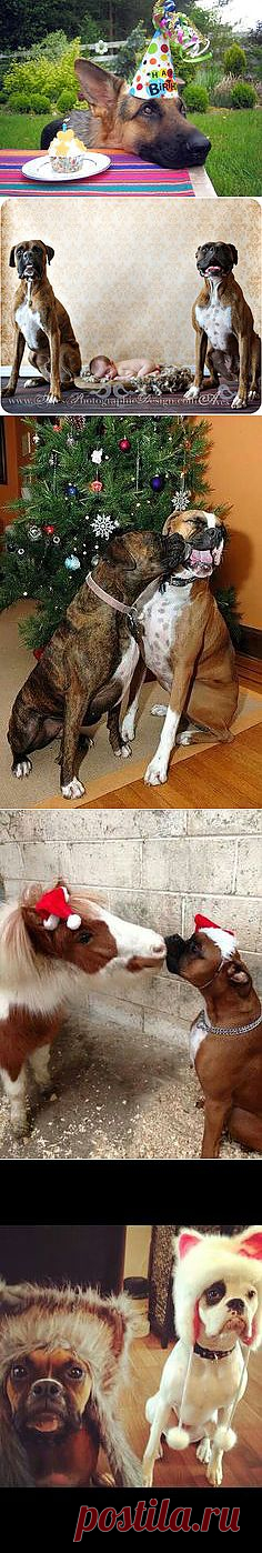 Boxers!!