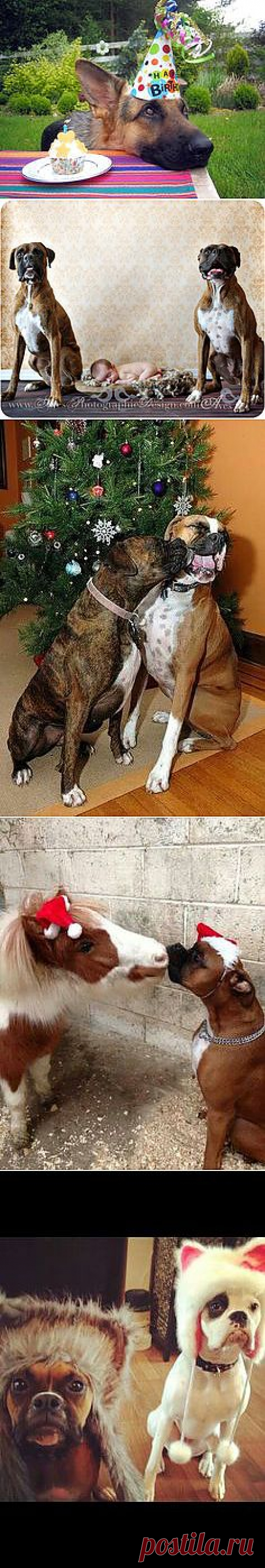 Boxers!!