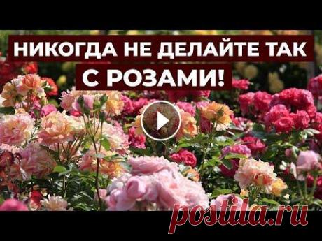 УХОД ЗА РОЗАМИ ОСЕНЬЮ. УХОД ЗА РОЗАМИ ОСЕНЬЮ....