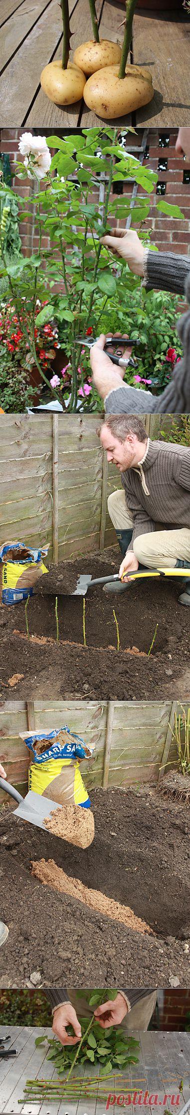 Выращиваем черенки розы в картошке !.