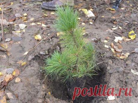 Правильная посадка ореха и саженца кедра на садовом участке Кедр – почему так сложно Кедровая сосна — биологическое название кедра, который успешно культивируется на территории средней полосы России. Такие кедры до революции высаживали в барских усадьбах. Сего...