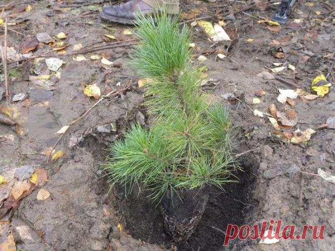 Правильная посадка ореха и саженца кедра на садовом участке Кедр – почему так сложно Кедровая сосна — биологическое название кедра, который успешно культивируется на территории средней полосы России. Такие кедры до революции высаживали в барских усадьбах. Сего...