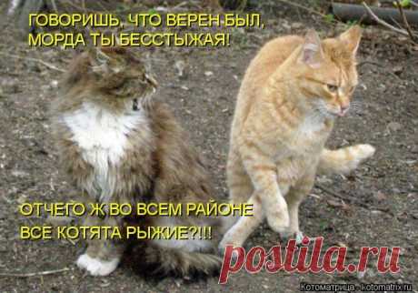 Трудности выбора (котоматрица)