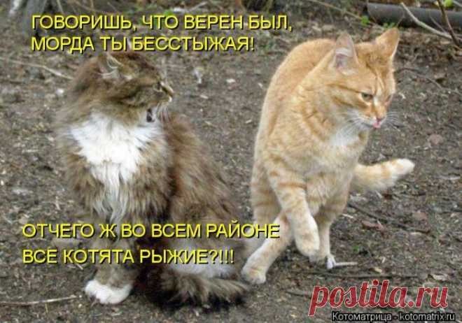 Трудности выбора (котоматрица)