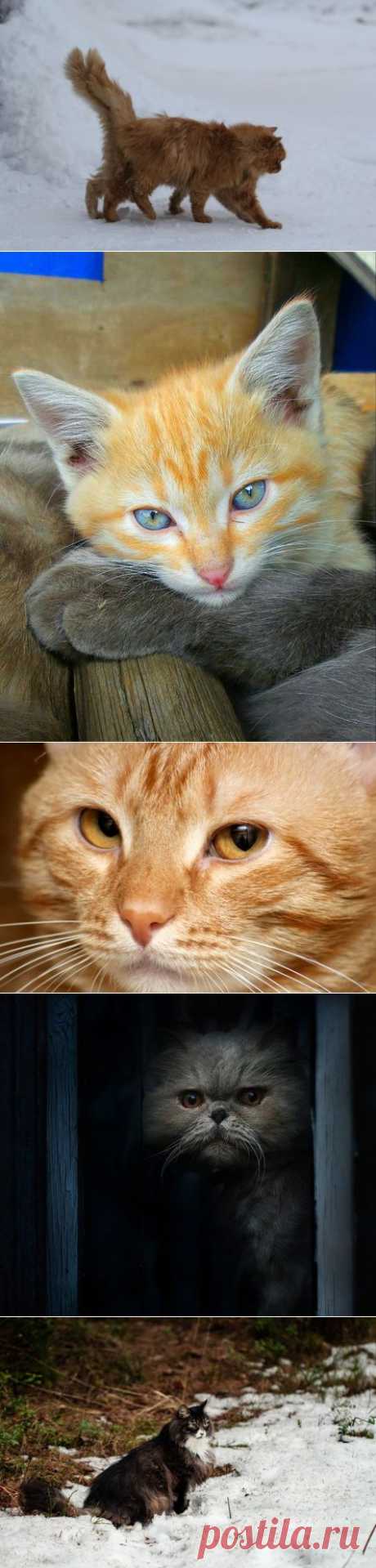 Почему кошки мурлыкают — National Geographic Россия