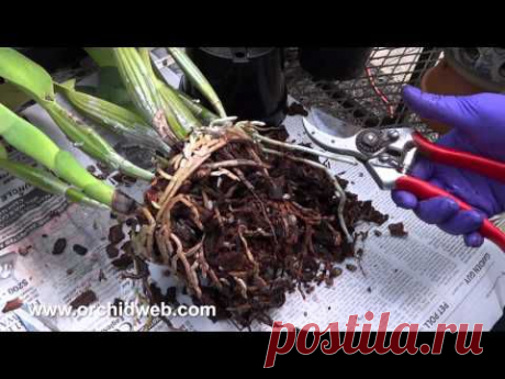 OrchidWeb - How to divide your orchid plants