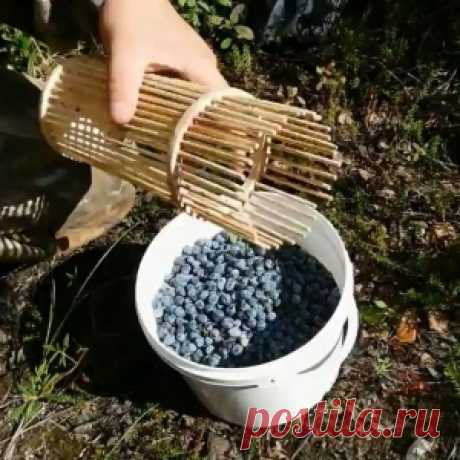 Стакан-комбайн для сбора ягод своими руками