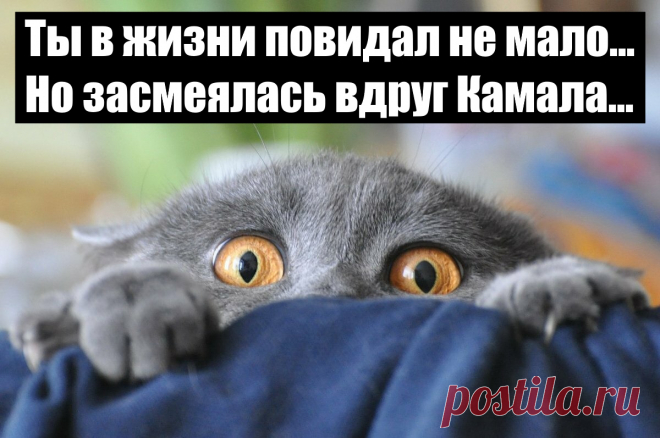 Ты в жизни повидал не мало...
Но засмеялась вдруг Камала...