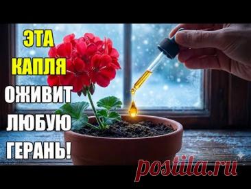 Соседка лопнет от зависти! Добавьте ЭТО и герань зацветет зимой как бешеная!