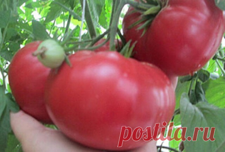 #ОвощеводствоПарники

Чтобы в теплице вырастить самые вкусные помидоры!

Многие дачники выращивают на приусадебных участках помидоры и у каждого из них есть свои секреты, которые помогают им получать обильный урожай вкусных и сочных плодов. Многие держат свою технологию в тайне, не желая делиться рецептами успеха с соседями по участку, но есть и такие, что с удовольствием рассказывают об особенностях выращивания томатов. Вот, например, сейчас мы узнаем, как лучше выращиват...