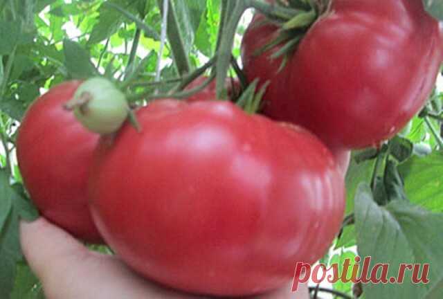 #ОвощеводствоПарники

Чтобы в теплице вырастить самые вкусные помидоры!

Многие дачники выращивают на приусадебных участках помидоры и у каждого из них есть свои секреты, которые помогают им получать обильный урожай вкусных и сочных плодов. Многие держат свою технологию в тайне, не желая делиться рецептами успеха с соседями по участку, но есть и такие, что с удовольствием рассказывают об особенностях выращивания томатов. Вот, например, сейчас мы узнаем, как лучше выращиват...