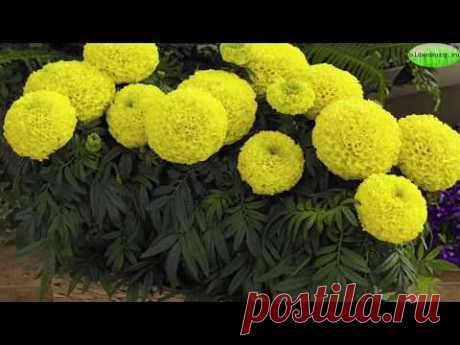 30 НЕПРИХОТЛИВЫХ РАСТЕНИЙ ДЛЯ БАЛКОНА #BALKON_FLOWERS #НЕПРИХОТЛИВЫЕ ЦВЕТЫ Садовый Мир #oldenburgru - YouTube
