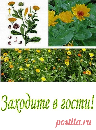 Цветы для дачи: Цветки календулы лечебные свойства - женские заболевания