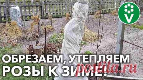 Ваши розы перезимуют без потерь! | Procvetok | Дзен