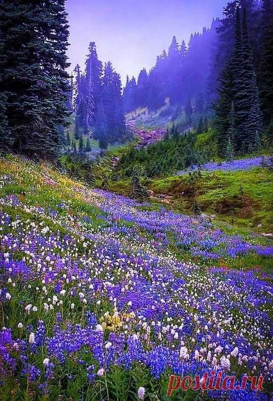 (48) Pinterest
