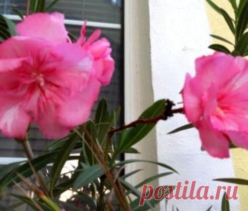 Будьте осторожны с декоративными растениями в доме! Топ-3 опасных для жизни цветов