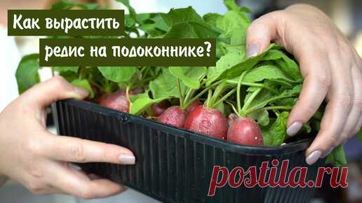 Дачные Сезоны с Мариной Рыкалиной | Как вырастить редис на подоконнике?