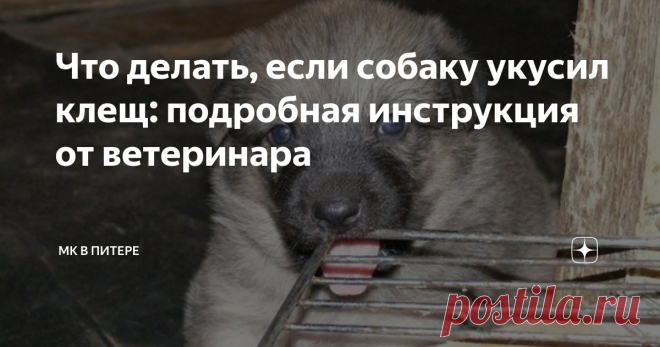 Что делать, если собаку укусил клещ: подробная инструкция от ветеринара Укус членистоногого сам по себе не может сильно повредить здоровью питомца. Если присосался клещ к собаке, то в месте укуса может возникнуть воспаление, зуд или небольшой гнойник. Но инфекционные заболевания, которые переносят паразиты могут вызвать проблемы со здоровьем и стать причиной гибели собаки. «МК в Питере» спросил ветеринарного врача Анну Федорову, что делать, если собаку укусил клещ. «Крайне...