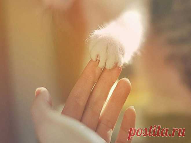Жизнь - бумеранг. К тому и ведётся: что отдаёте, то и вернётся. То, что посеешь - то и пожнёшь, ложью пробьётся ваша же ложь. Каждый поступок имеет значение; Только прощая, получишь прощенье. Вы отдаёте - вам отдают, вы предаёте - вас предают, вы обижаете - вас обижают, вы уважаете - вас уважают… Жизнь – бумеранг : всё и всем по заслугам; Чёрные мысли вернуться недугом, светлые мысли - Божественным светом…Если не думал - подумай об этом.