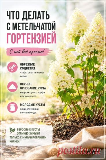 Что делать с метельчатой гортензией