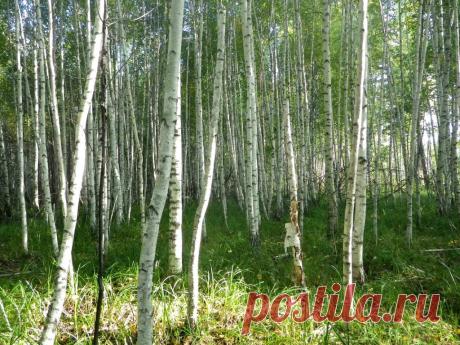 ГРИБНИКИ
Юлия А