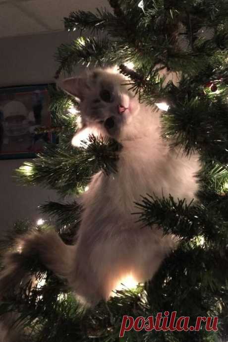 Главное новогоднее украшение!..🎄🐱🎉