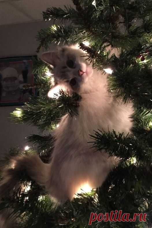 Главное новогоднее украшение!..🎄🐱🎉