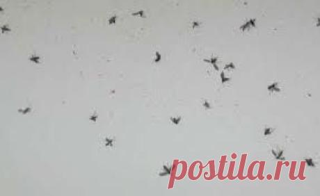 Как избавиться от мошек в комнатных цветах |