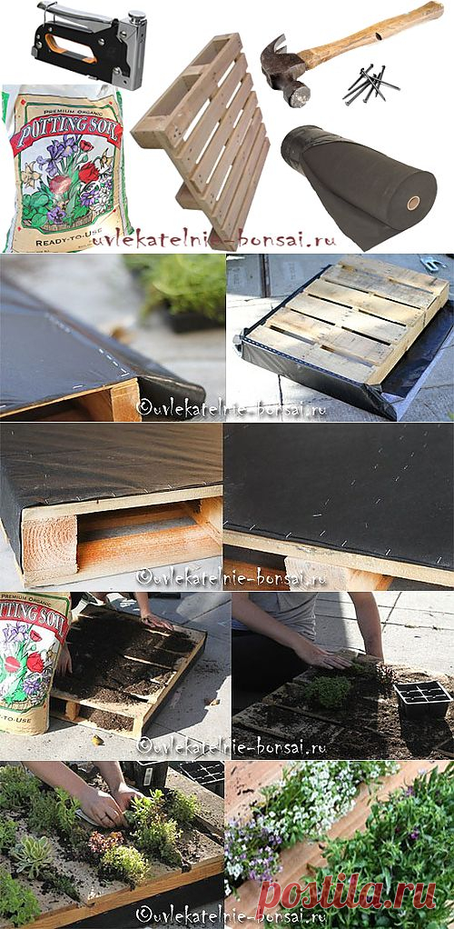 Вертикальный сад из паллет. Мастер-класс | Увлекательные Бонсай