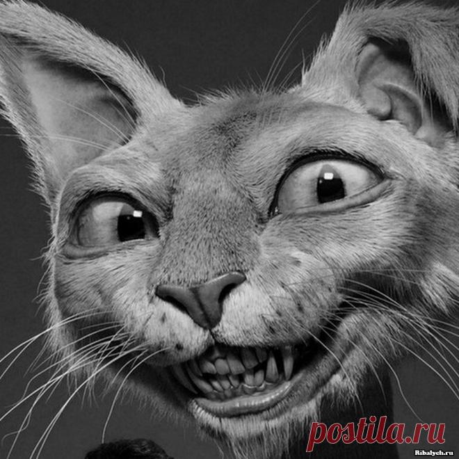 33 прикольные картинки для поднятия настроения . Тут забавно !!!