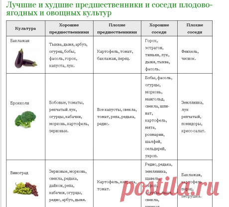 Предшественники и соседи овощных и плодово-ягодных культур: хорошие и плохие