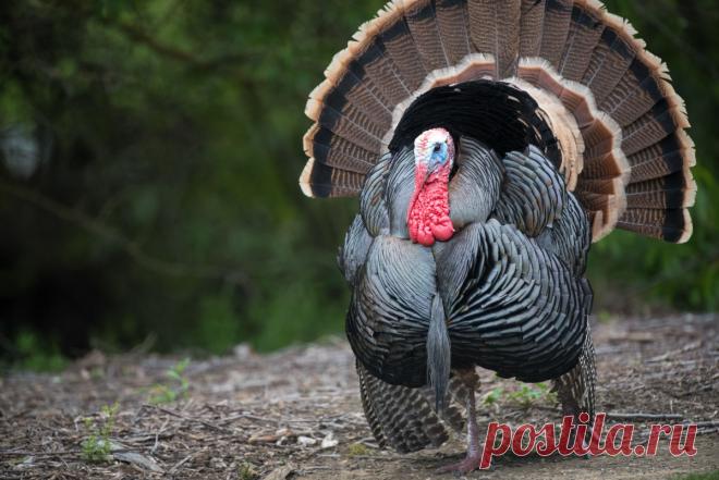 Завести индейку или цесарку? Плюсы и минусы этих птиц. Фото — Ботаничка