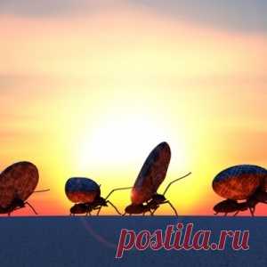 Как избавиться от муравьев на участке навсегда! - МирТесен